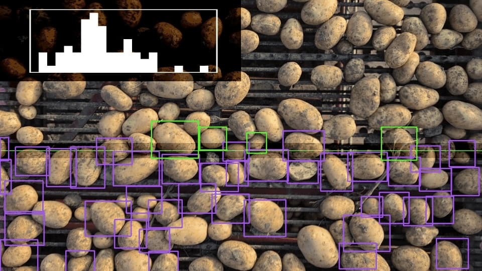 Potatoes on a harvester conveyor belt being analyzed by computer vision